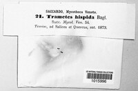 Funalia hispida image